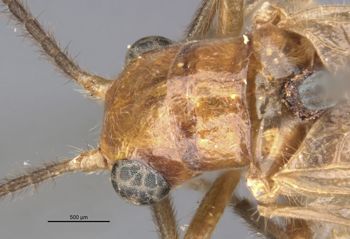Media type: image;   Entomology 10841 Aspect: head dorsal view